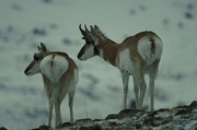 Pronghorn antelope Mousepad