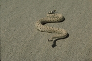 Sidewinder rattlesnake Poster