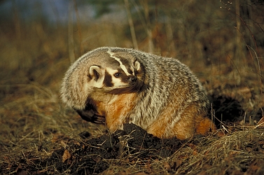 Badger