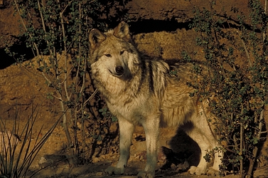 Mexican wolf