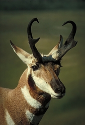 Pronghorn antelope