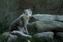 Arctic fox picture