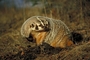 Badger picture