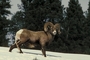 Bighorn Sheep picture