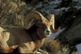 Bighorn Sheep picture