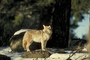 Coyote picture