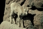 Desert bighorn Sheep picture