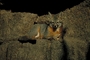 Gray fox picture