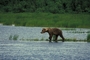 Grizzly Bear picture