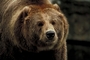 Grizzly Bear picture