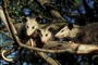 Opossum picture