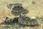 Pacific rattlesnake picture