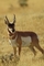 Pronghorn antelope picture