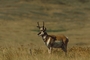 Pronghorn antelope picture