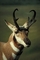 Pronghorn antelope picture