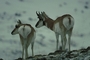 Pronghorn antelope picture