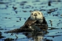 Sea otter picture