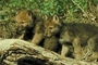 Timber wolf picture