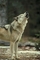 Timber wolf picture