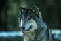 Timber wolf picture