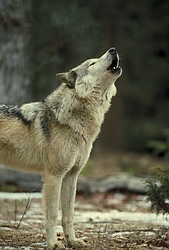 Timber wolf