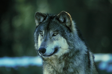 Timber wolf