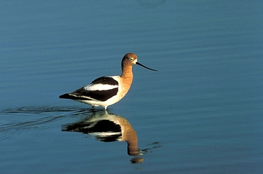 American Avocet