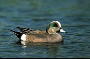 American Widgeon Poster