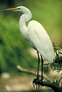 Common Egret Poster