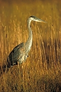 Great Blue Heron Poster