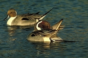 Pintail Poster