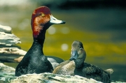 Redhead Duck Poster