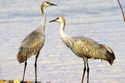 Sandhill Crane Magnet