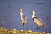 Sandhill Crane Poster