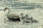 Trumpeter Swan Poster