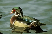 Wood Duck Poster