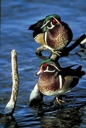 Wood Duck Poster