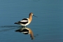 American Avocet picture