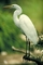 Common Egret picture