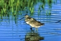 Dowitcher picture