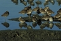 Dowitcher picture