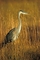 Great Blue Heron picture