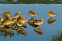 Longhill Curlew picture