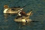 Pintail picture