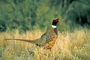 Ring Neck Pheasant picture