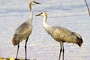 Sandhill Crane picture