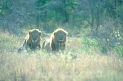 African Lion T-Shirt