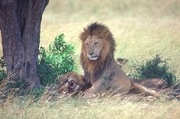 African Lion Magnet