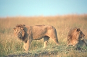 African Lion T-Shirt