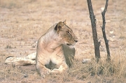 African Lion T-Shirt